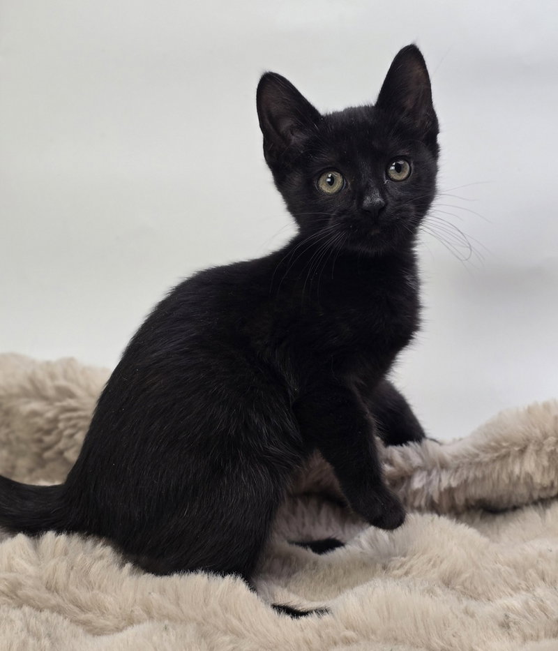 Noah, a male kitten up for adoption