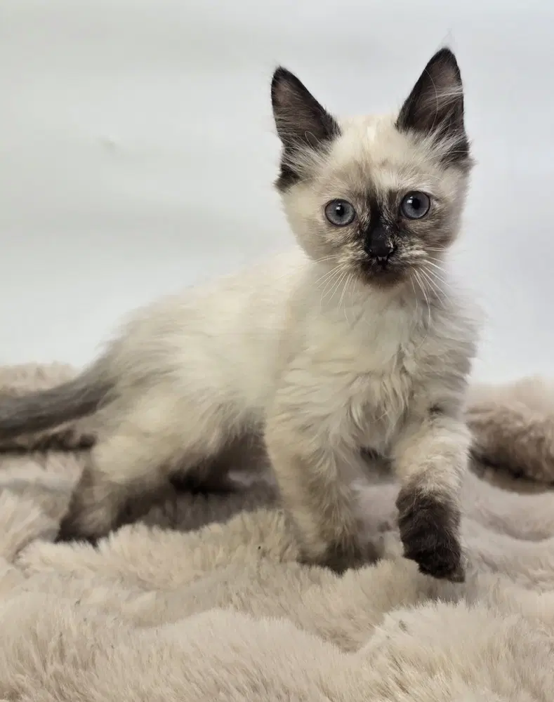 Natalie - Domestic Medium Hair