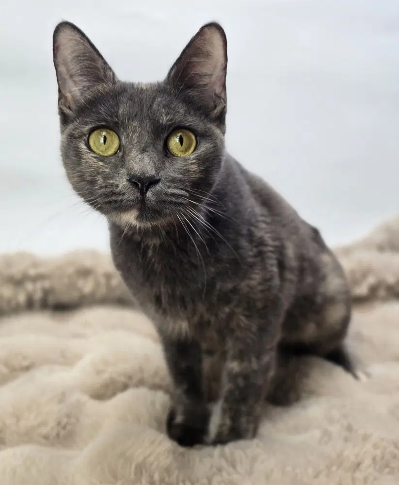 Naomi - Domestic Short Hair
