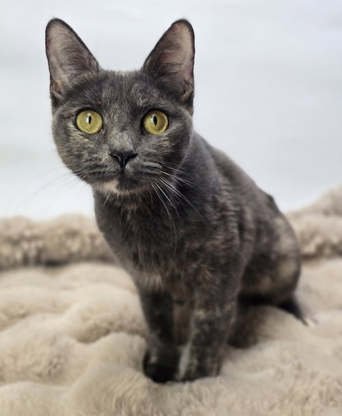 Naomi, Domestic Short Hair / Mixed