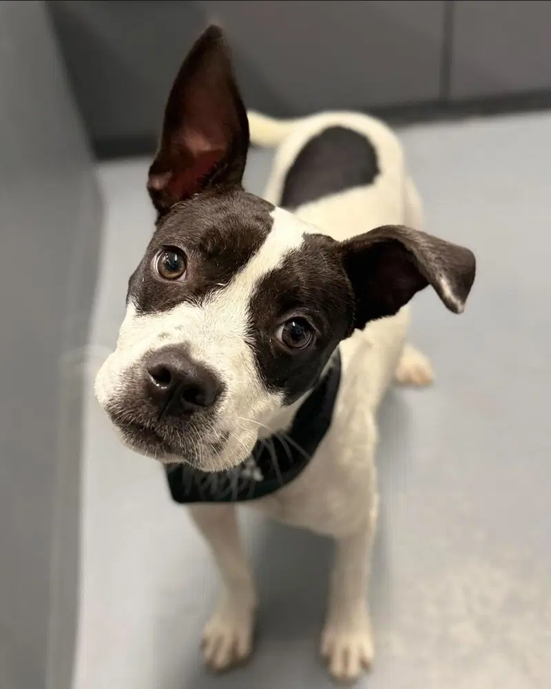 Moomoo - Staffordshire Bull Terrier