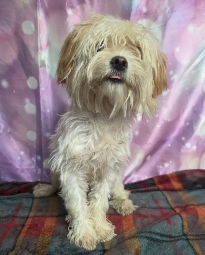 Myla - Maltese
