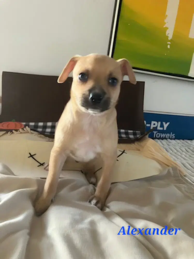 Alexander - Chihuahua