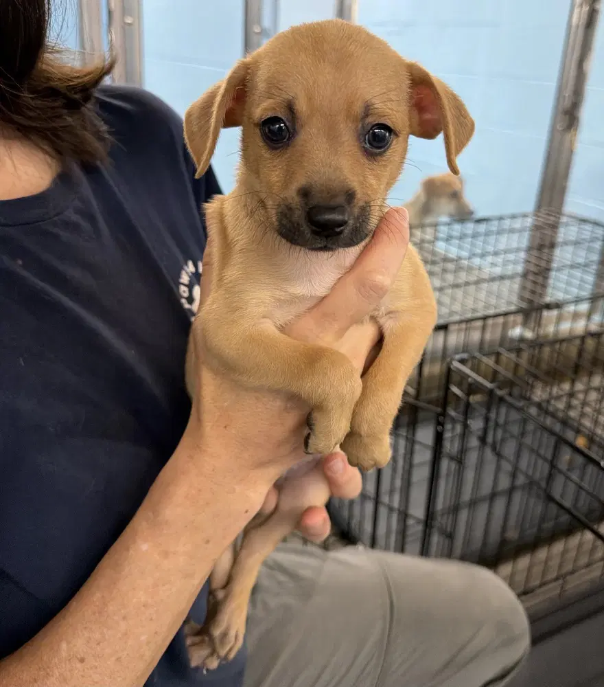 Alexander - Chihuahua