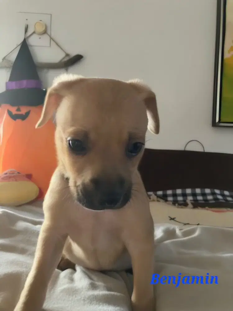 Benjamin - Chihuahua