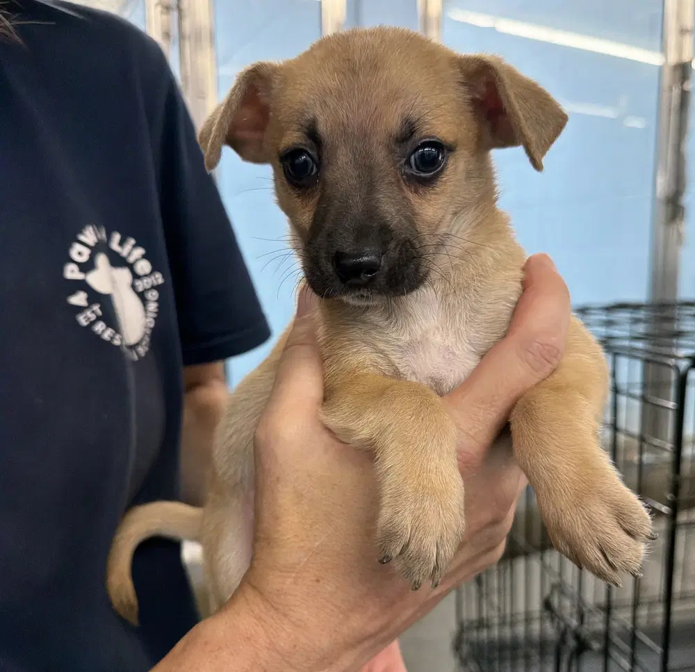 Samuel - Chihuahua
