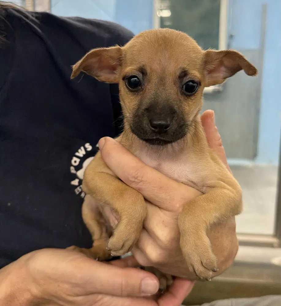 Charlotte - Chihuahua