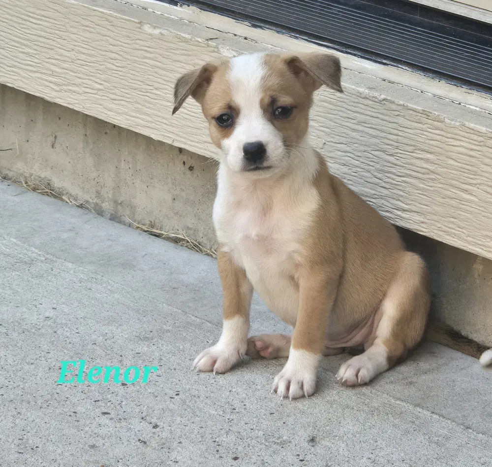 Eleanor - Chihuahua