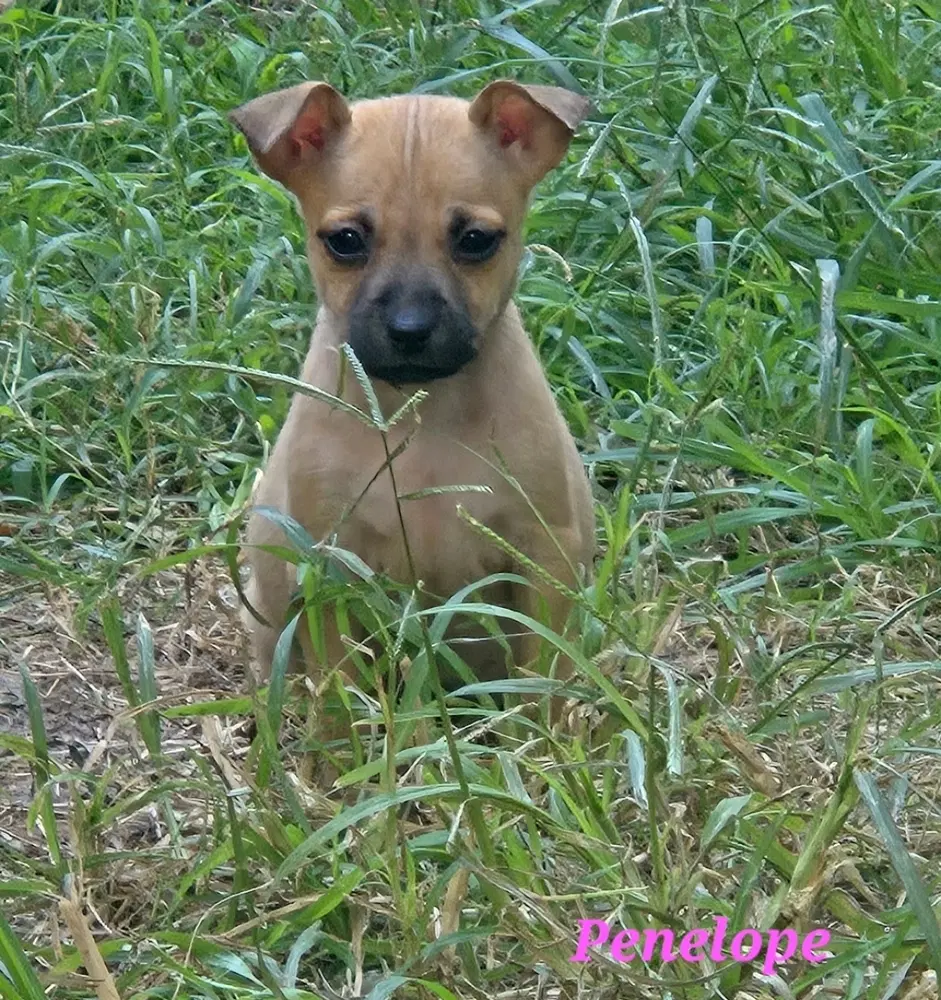 Penelope - Chihuahua