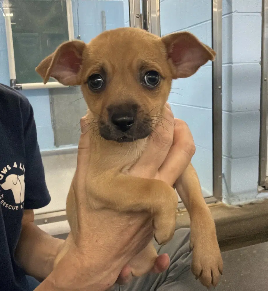 Penelope - Chihuahua