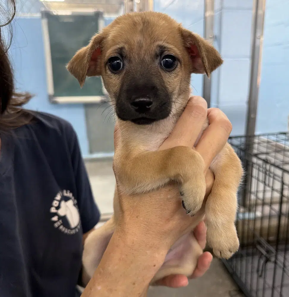 Oliver - Chihuahua