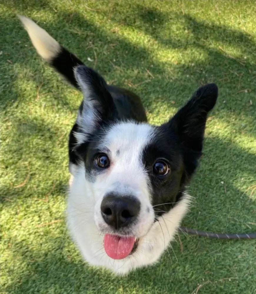 Zippy - Border Collie