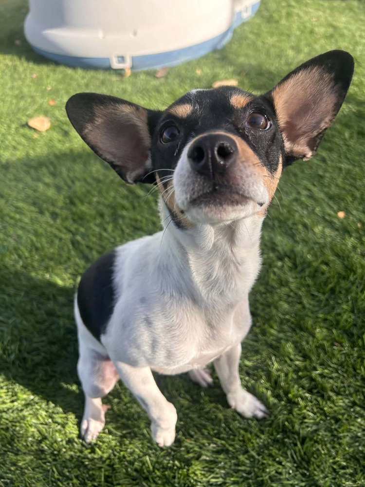 Peanut