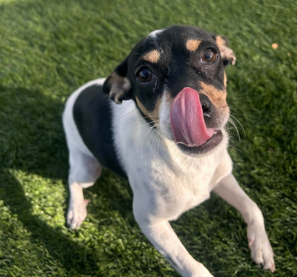 Peanut, photo 2