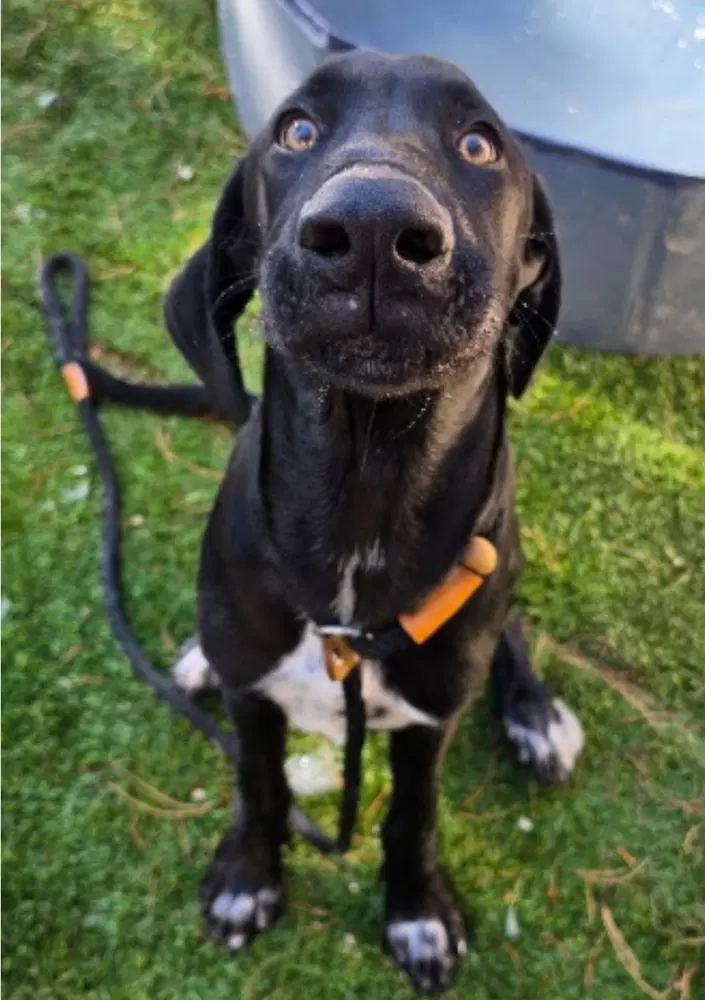 Sammy - Great Dane