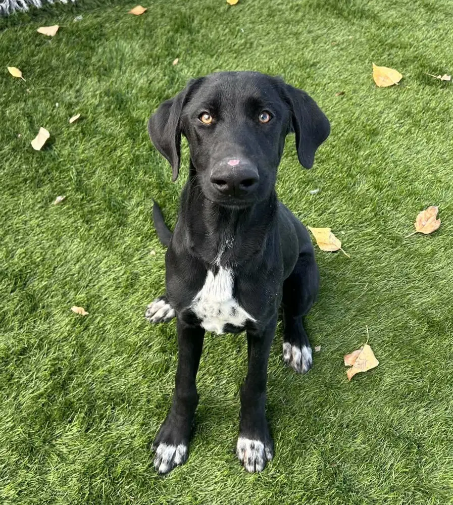 Sammy - Great Dane
