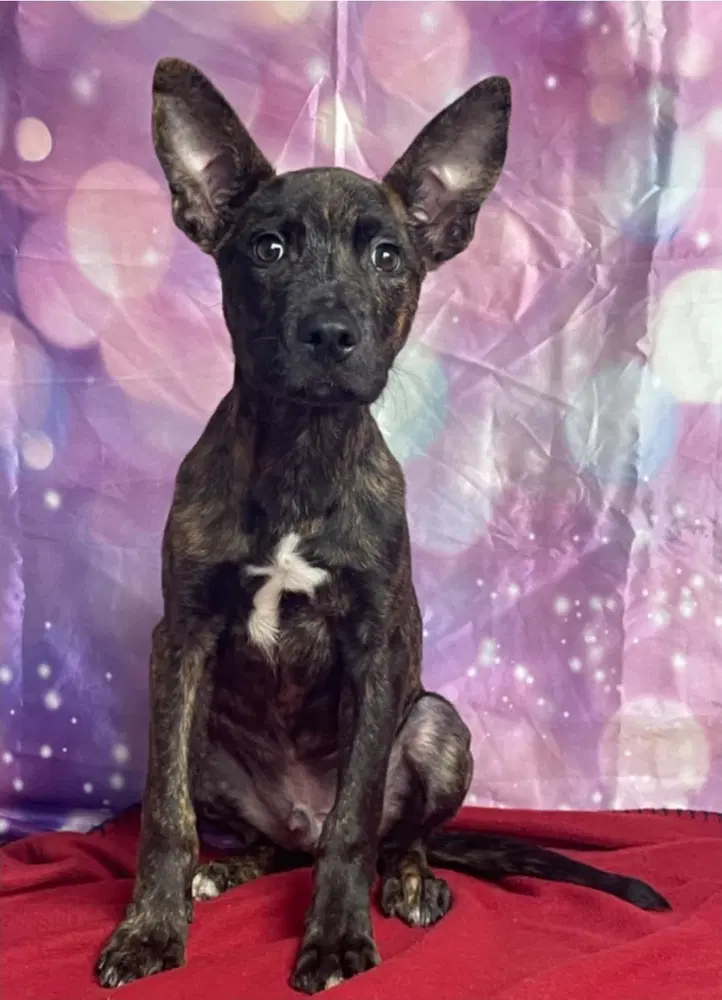 Fizz - Pit Bull Terrier