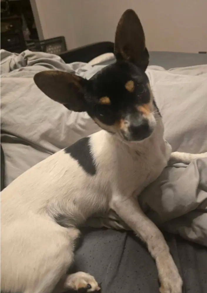 Tom - Chihuahua