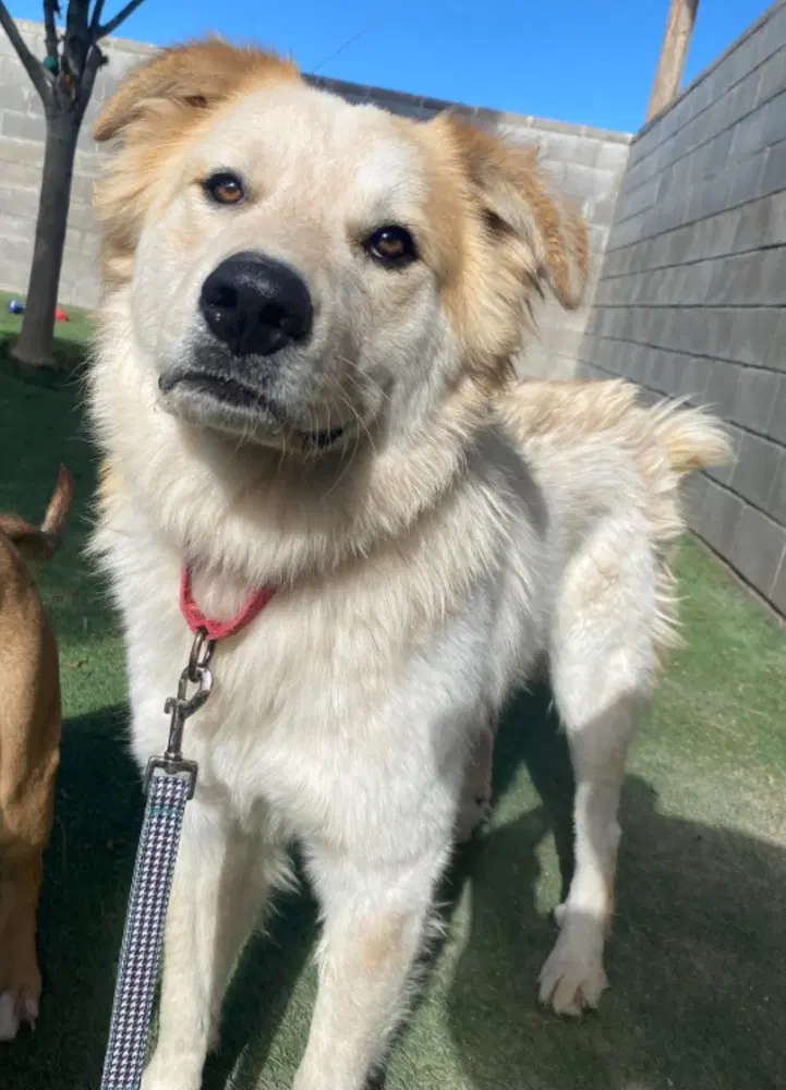 Bingo - Great Pyrenees