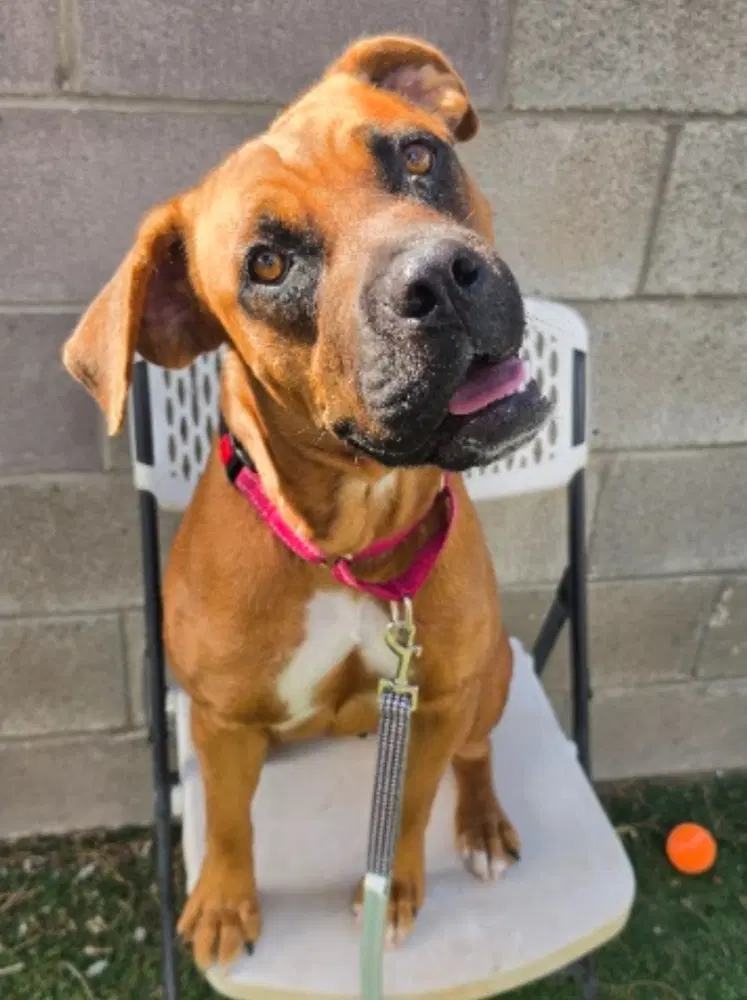 Denali - Cane Corso Mastiff