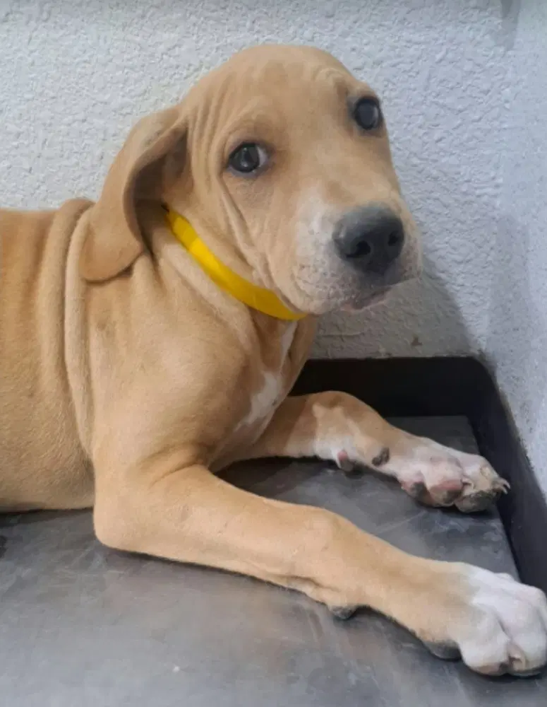 Taki - Labrador Retriever