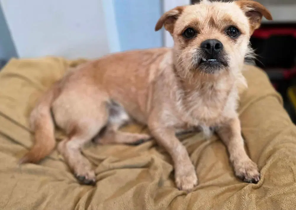 Possum - Cairn Terrier