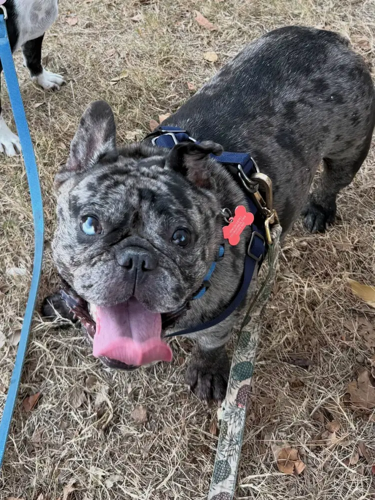 Big Bertha - French Bulldog