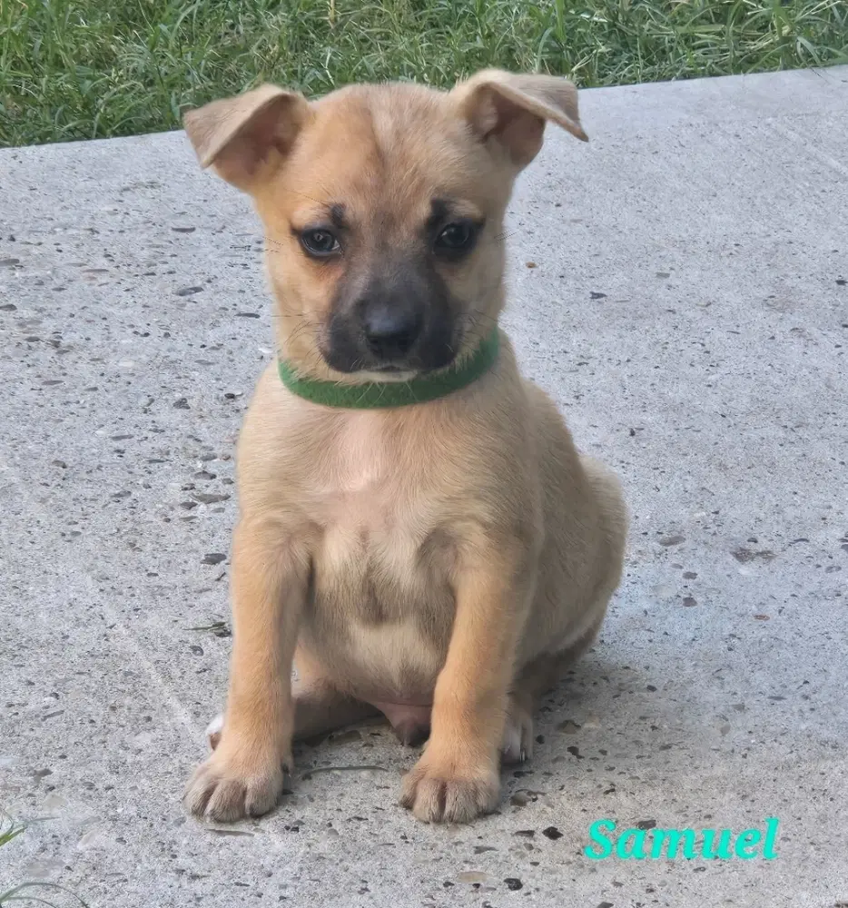 Samuel image 2
