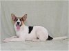 adoptable Dog in oroville, CA named ZANDER