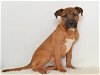 adoptable Dog in oroville, CA named TURNER
