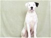 adoptable Dog in oroville, CA named ANGEL