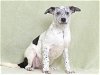 adoptable Dog in oroville, CA named SPORTY