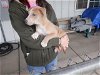 adoptable Dog in oroville, CA named ESTELLA