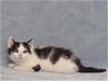 adoptable Cat in oroville, CA named LENNY