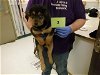 adoptable Dog in oroville, CA named BEAR