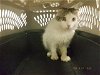 adoptable Cat in oroville, CA named A602796
