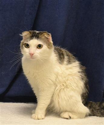 adoptable Cat in Oroville, CA named RONNIE