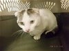 adoptable Cat in oroville, CA named A602798