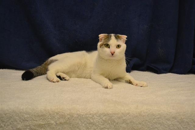 adoptable Cat in Oroville, CA named WALLY