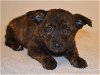 adoptable Dog in oroville, CA named SELENA
