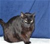 adoptable Cat in oroville, CA named RAVEN