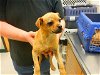 adoptable Dog in oroville, CA named AARON