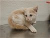 adoptable Cat in oroville, CA named A603028