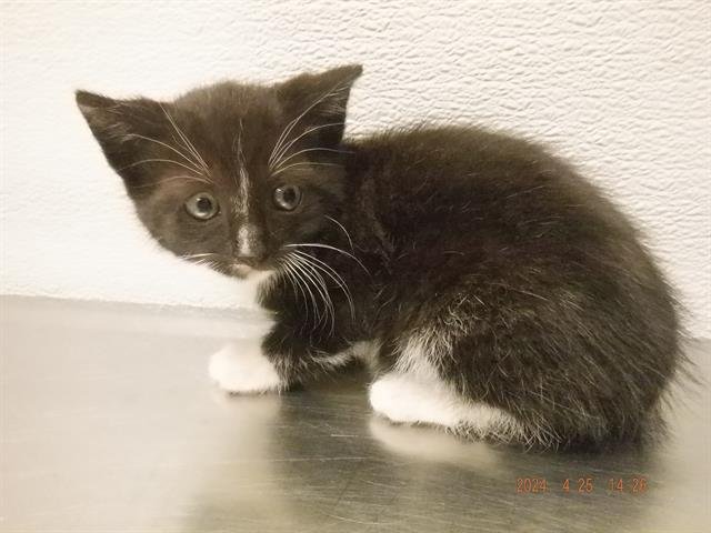 adoptable Cat in Oroville, CA named PENELOPE