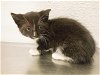adoptable Cat in oroville, CA named A603029