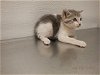 adoptable Cat in oroville, CA named A603030