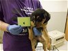 adoptable Dog in oroville, CA named TATE