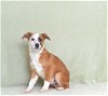adoptable Dog in  named KC