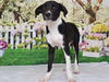 adoptable Dog in  named ARROW