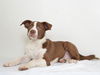 adoptable Dog in  named ARCHIE